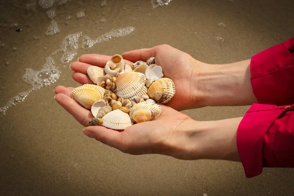 Las Conchas Marinas Vieira Mano Mujer Playa Por Mar Hora — Foto de Stock