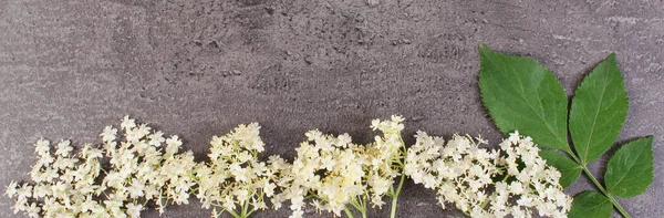 Bunch of elderberry flowers with leaves on structure of concrete, alternative medicine, copy space for text or inscription