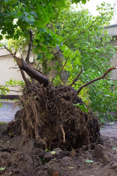 Uprooted tree after storm, fallen tree damaged by wind lying on building