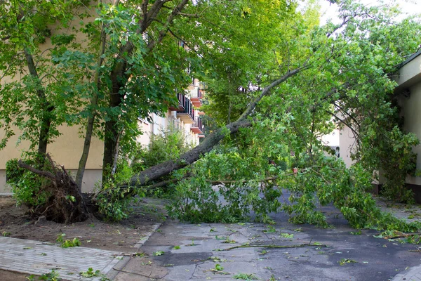 Rotade Träd Efter Storm Fallna Träd Skadas Vinden Ligger Byggnaden — Stockfoto