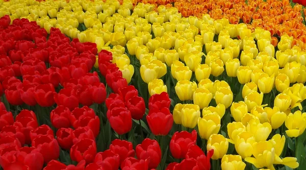 Red, yellow and orange tulips on a flowerbed in a park.