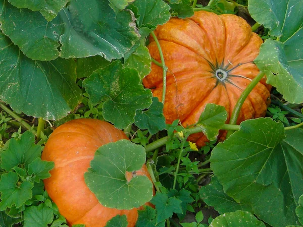 Twee Verse Pompoenoogst Behoren Tot Kleurrijke Herfst Gebladerte — Stockfoto