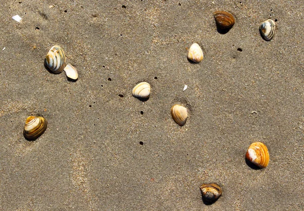 Sable Sur Rivage Avec Des Coquillages Voyage Été Mer — Photo