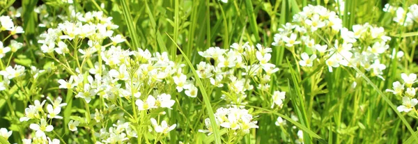 緑の草の間で成長する美しい野の花 — ストック写真