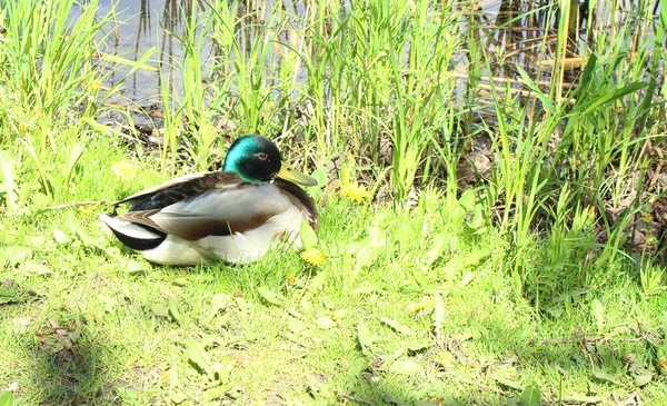 湖のそばの芝生に座っている美しい野生のアヒル — ストック写真