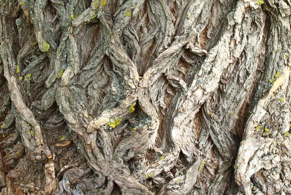 木の質感の樹皮 木の樹皮の質感 昼間は木の一部 デザイナーの請求書 木とその構造樹皮の質感 — ストック写真
