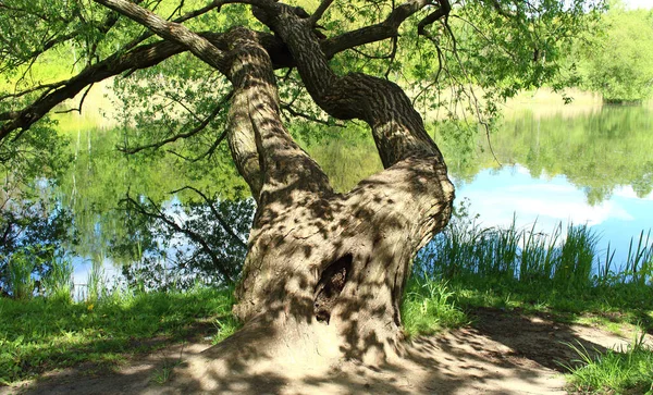 Ein Schöner Baum Der Fluss Wächst Äste Verbiegen Sich Zum — Stockfoto