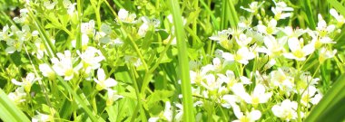 Yeşil çimenlerin arasında yetişen küçük, güzel kır çiçekleri