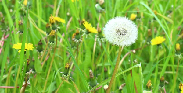 Dandelion with white head in meadow among green grass swaying on wind, closeup view. Bloomed dandelion in nature grows from green grass. Nature background.