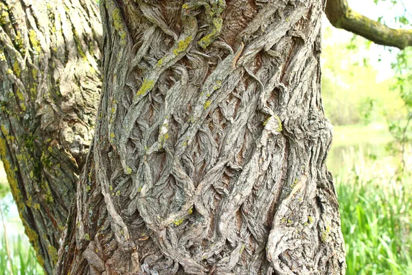 木の樹皮の質感 昼間の木の一部 木とその構造樹皮の質感 — ストック写真