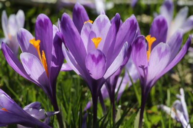 Mor krokus çiçeği detayı makro