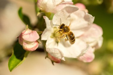 İlkbaharda çiçek açan elma bahçesi.