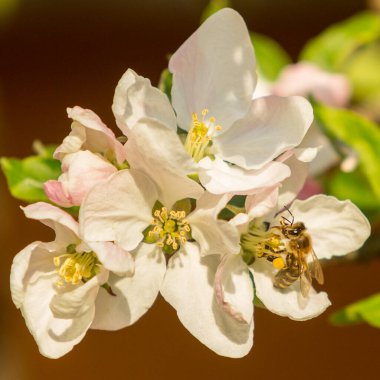 İlkbaharda çiçek açan elma bahçesi.