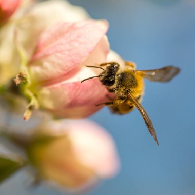 İlkbaharda çiçek açan elma bahçesi.