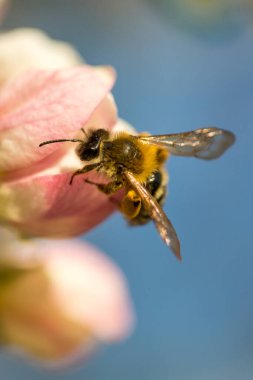 İlkbaharda çiçek açan elma bahçesi.