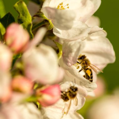 İlkbaharda çiçek açan elma bahçesi.