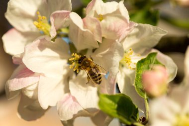İlkbaharda çiçek açan elma bahçesi.