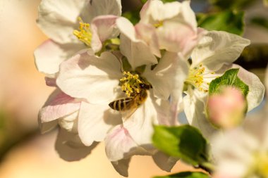 İlkbaharda çiçek açan elma bahçesi.