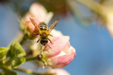 İlkbaharda çiçek açan elma bahçesi.