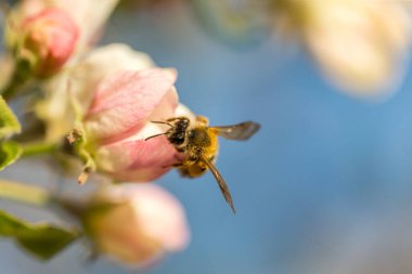 İlkbaharda çiçek açan elma bahçesi.