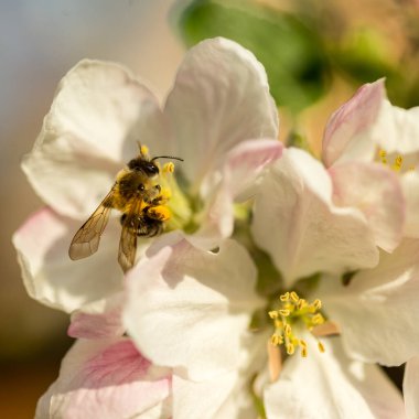 İlkbaharda çiçek açan elma bahçesi.