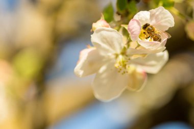 İlkbaharda çiçek açan elma bahçesi.