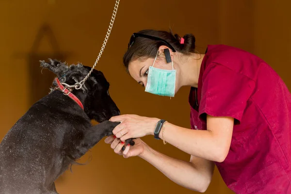 A black dog is examined and treated at home by a veterinarian doctor