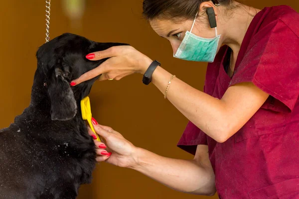 A veterinarian doctor with face covered with a medical mask during a pet grooming session at home