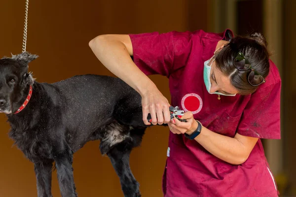 A veterinarian doctor with a medical mask covered face cuts a black dog claws during a pet grooming session at home