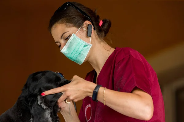 黒犬を診察し 獣医師によって自宅で治療されます ストックフォト