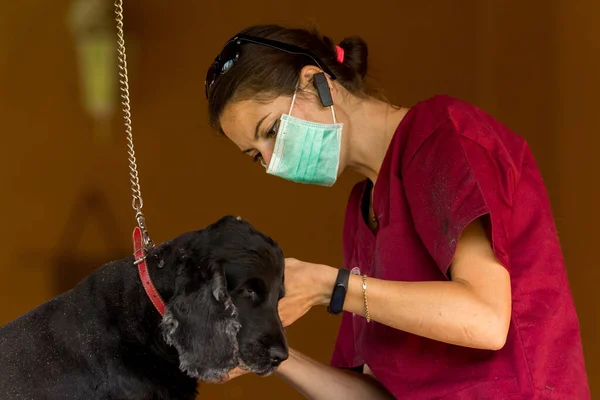 Chien Noir Est Examiné Traité Maison Par Médecin Vétérinaire Images De Stock Libres De Droits