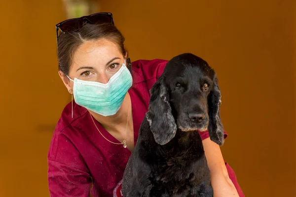 黒犬を診察し 獣医師によって自宅で治療されます ロイヤリティフリーのストック写真