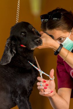 Siyah bir köpek evde veteriner bir doktor tarafından kırpılır.