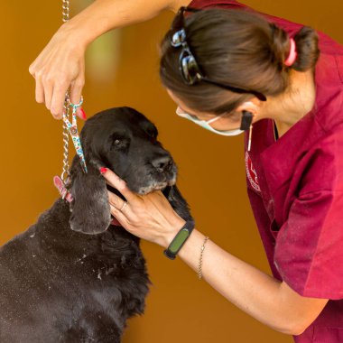 Siyah bir köpek evde veteriner bir doktor tarafından kırpılır.