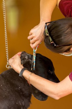 Siyah bir köpek evde veteriner bir doktor tarafından kırpılır.