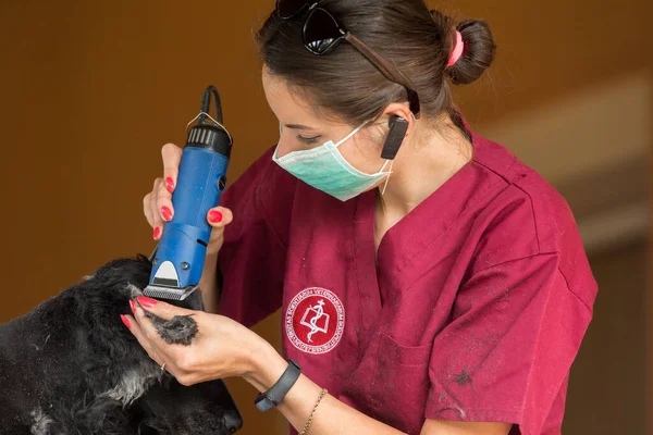 Chien Noir Est Taillé Maison Par Médecin Vétérinaire Image En Vente