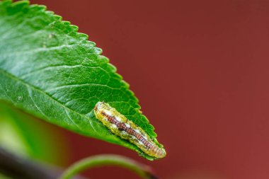Yeşil yaprak üzerinde yürüyen sarı solucan.