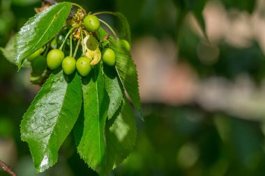 Siyah kiraz bitleri (Myzus cerasi) bir demet yeşil kiraz ve metin veya tasarım için bir dal fotokopi alanı üzerinde yapraklar. Bahçe haşerelerinden ciddi hasar görmüş. Şiddetli hasar görmüş yaprak
