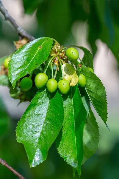 Black cherry aphids (Myzus cerasi) on a bunch of green cherries and leaves on a branch copy space for text or design work. Severe damage from garden pests. Strongly damaged leaf