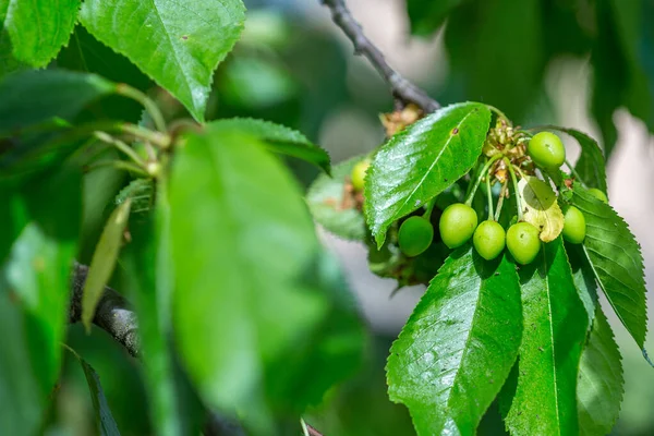 Black cherry aphids (Myzus cerasi) on a bunch of green cherries and leaves on a branch copy space for text or design work. Severe damage from garden pests. Strongly damaged leaf