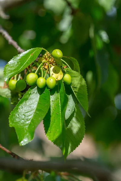 Black cherry aphids (Myzus cerasi) on a bunch of green cherries and leaves on a branch copy space for text or design work. Severe damage from garden pests. Strongly damaged leaf