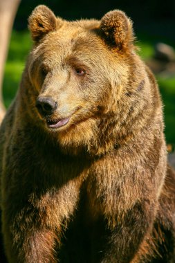 Büyük kahverengi ayı portresi, güneşte yürüyor.