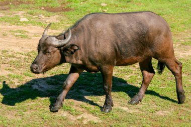 Bir bufalo yolda yürüyor.