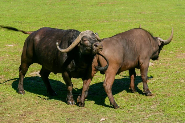 Dois Búfalos Capa Andando Grama — Fotografia de Stock