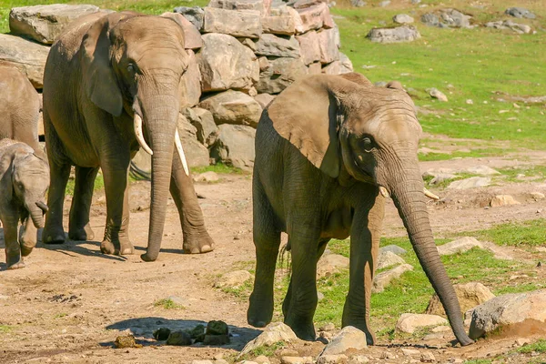 three African savannah elephants on a path