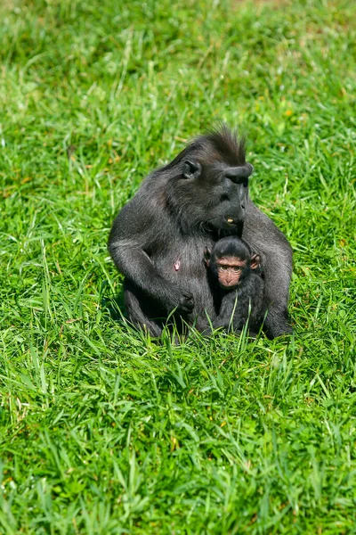 Macaco Crestato Scimmia Nera Madre Con Bambino — Foto Stock