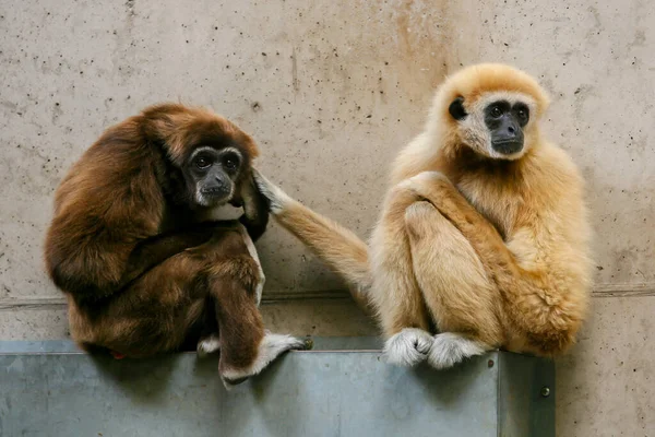 Due Belle Mani Bianche Gibbon Hylobates Lar Seduti Insieme — Foto Stock