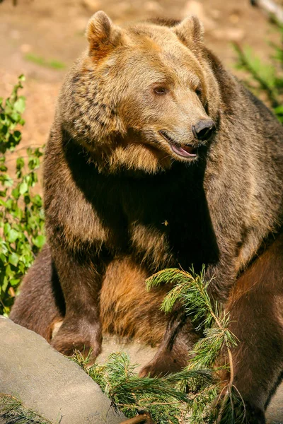 Velký Medvěd Hnědý Sedí Skále — Stock fotografie