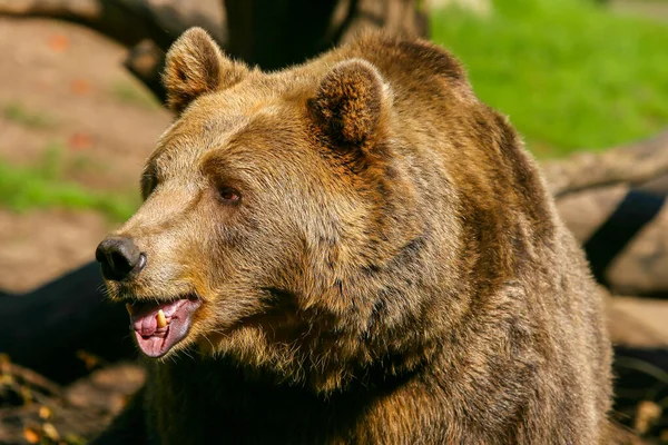 Velký Medvěd Hnědý Kráčí Mezi Větvemi Stromů — Stock fotografie