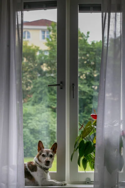 かわいい犬が窓の外を見て ストック写真